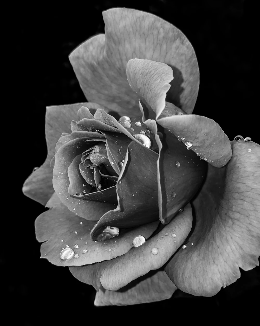 Une rose aux reflets de métal liquide, traversée par une chaîne